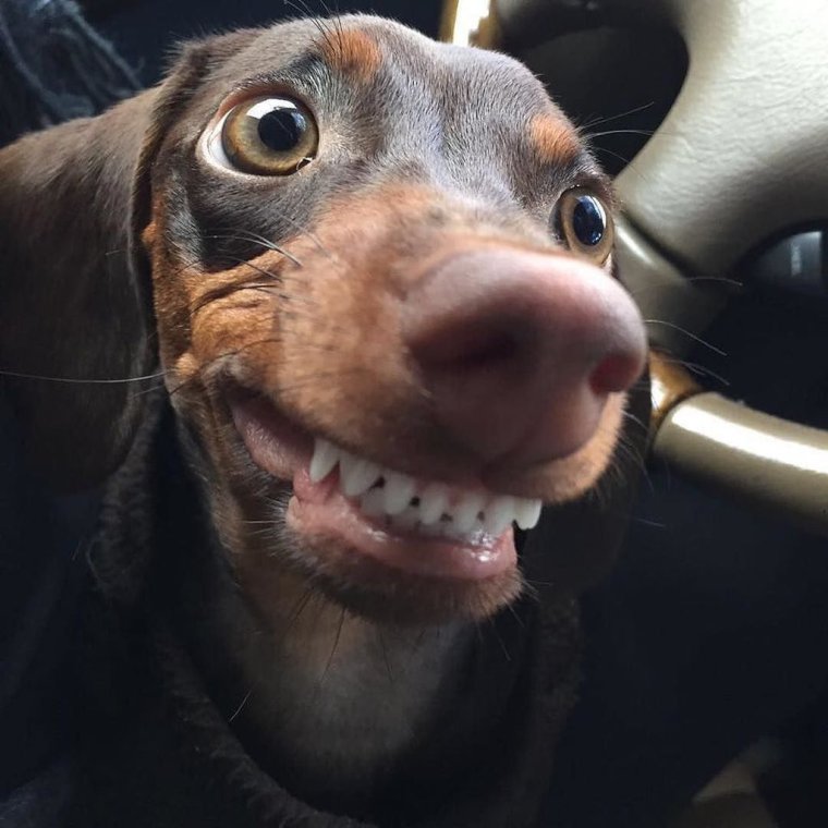 Собака-улыбака порода питбуль