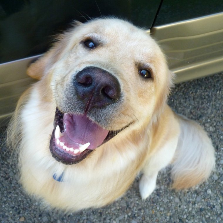 Собака улыбака Джек Рассел