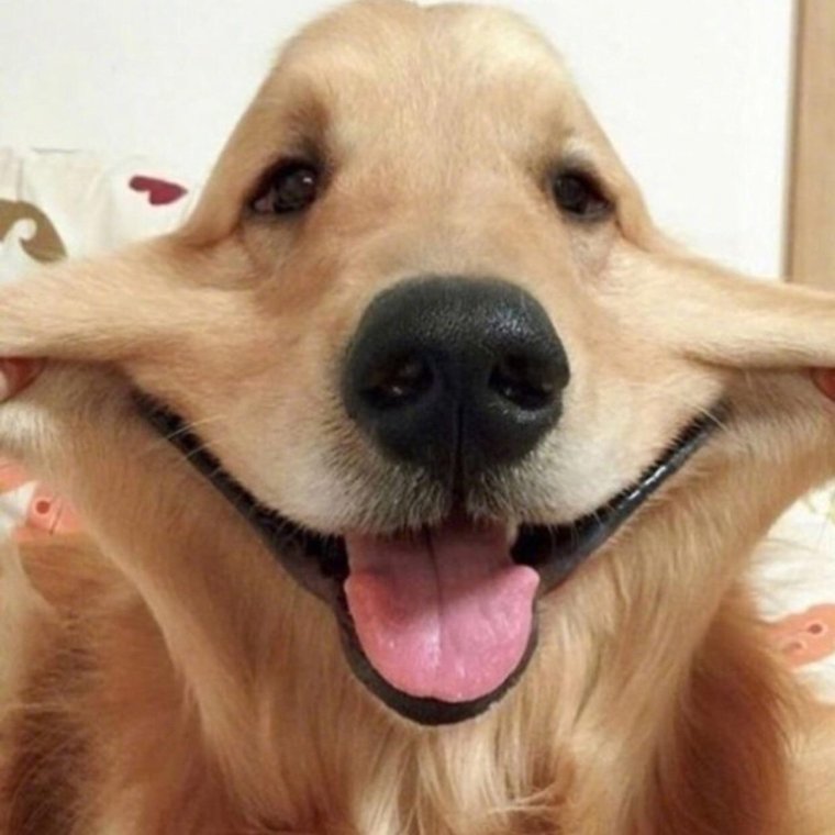 Смешная милая улыбка