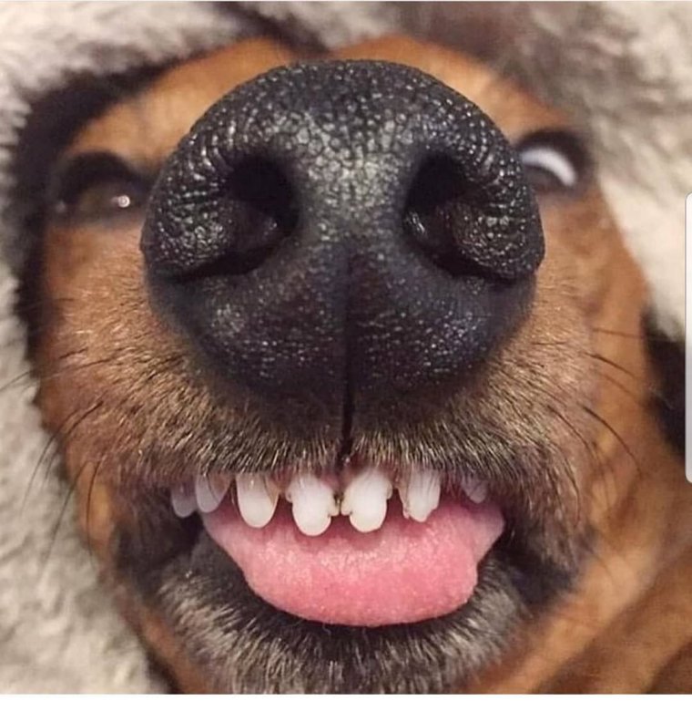 Собака с улыбкой