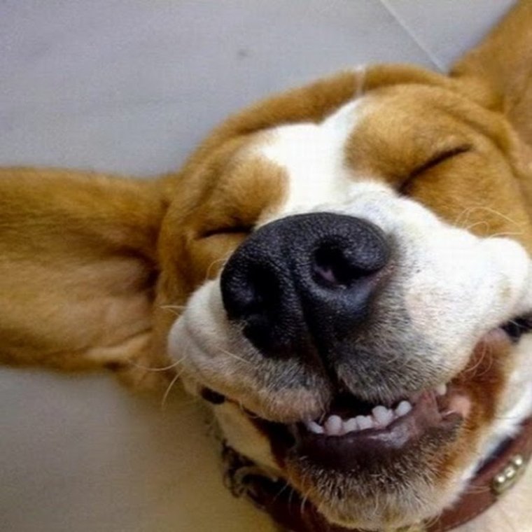 Радостная собачка