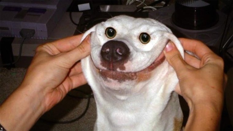 Самоед улыбака