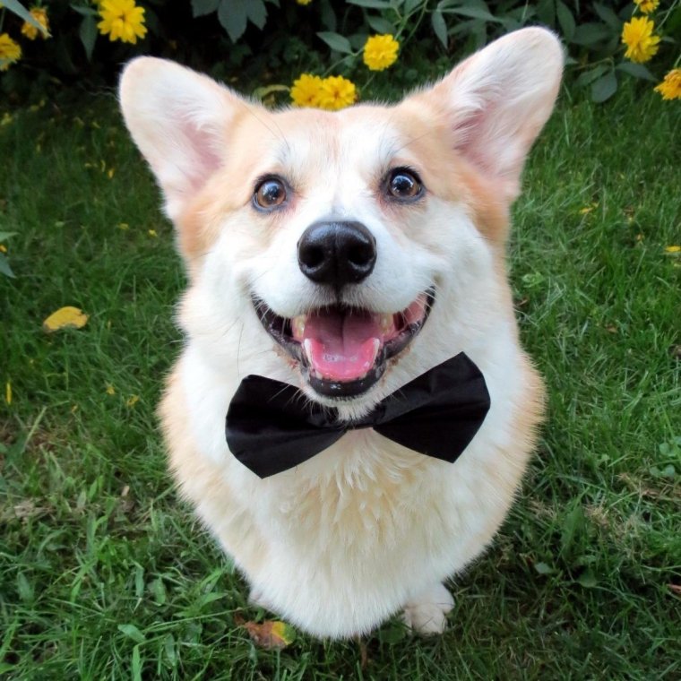 Акита ину собака улыбака