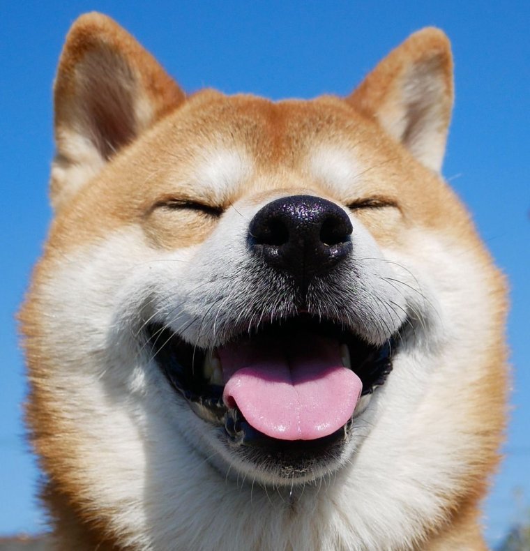 Веселый щенок