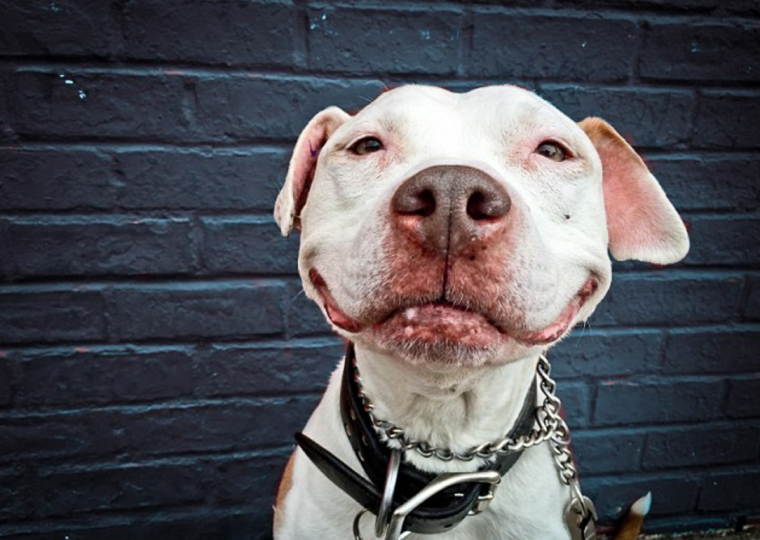 Собака Улыбайка фото