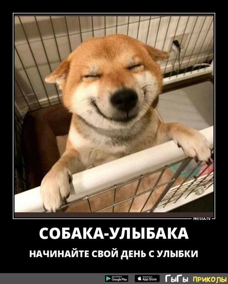 Хитрая улыбка собаки