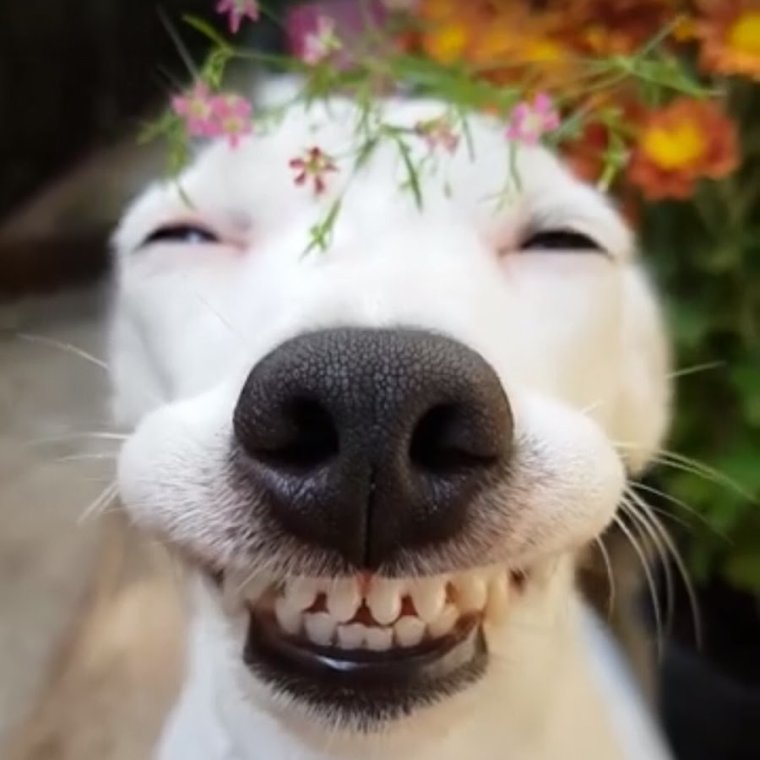 Ленивец улыбается