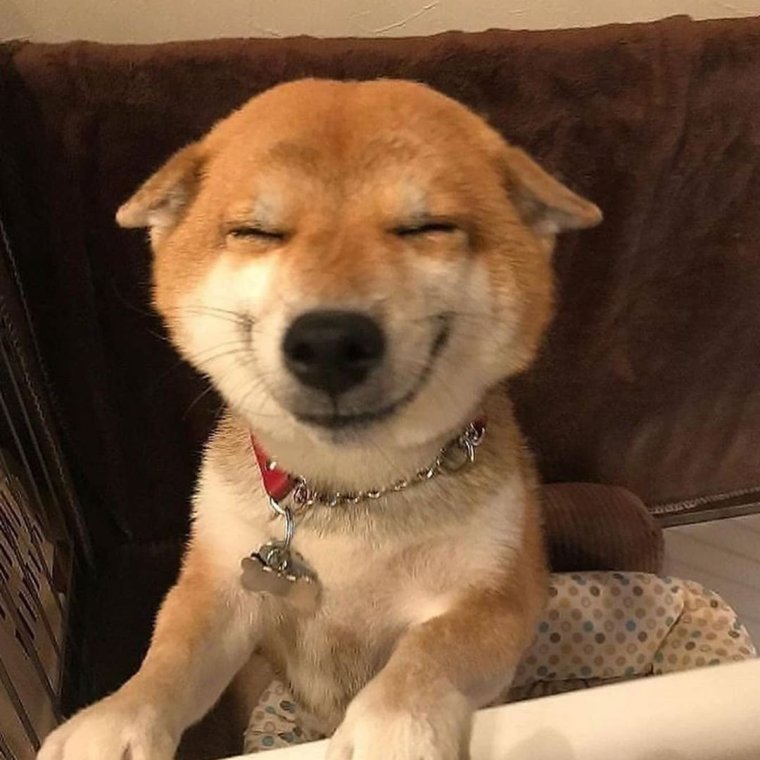 Морда собаки