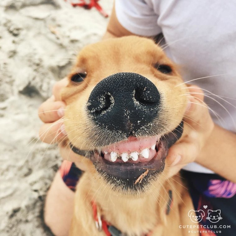 Корги улыбается