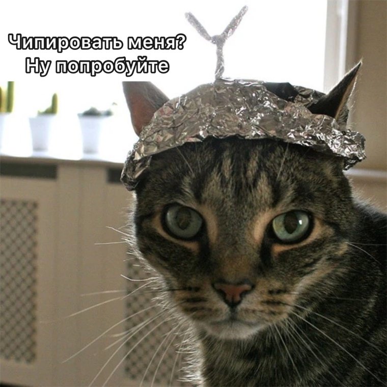 Котик в шапочке из фольги