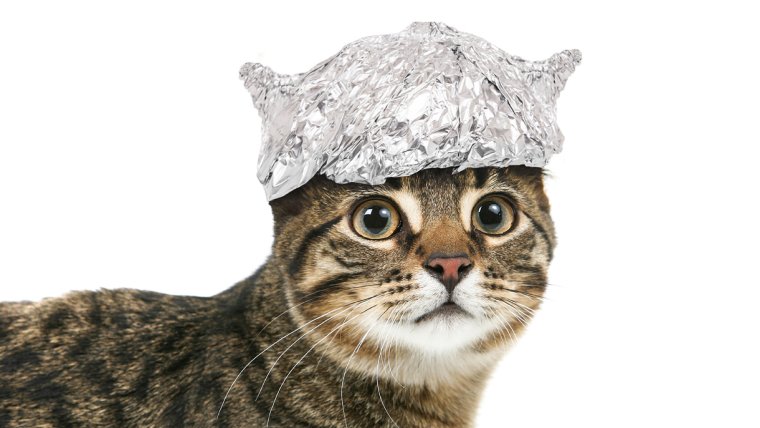 Кот в шапочке из фольги
