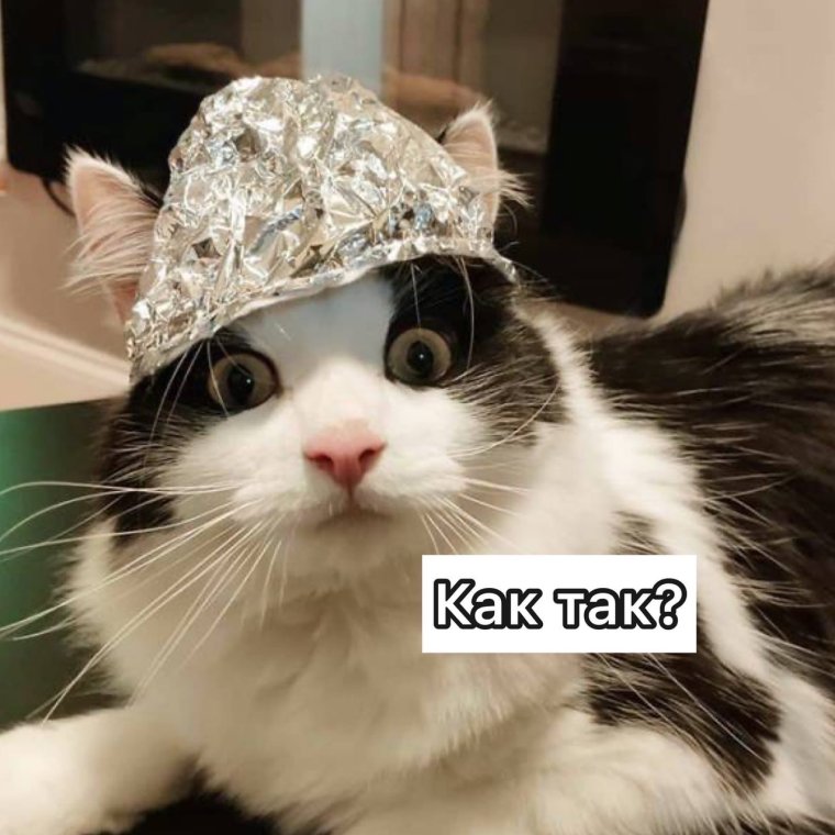 Кот в шапке из фольги