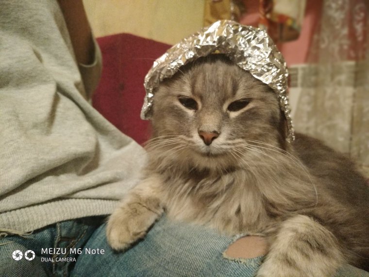 Кот в фольге