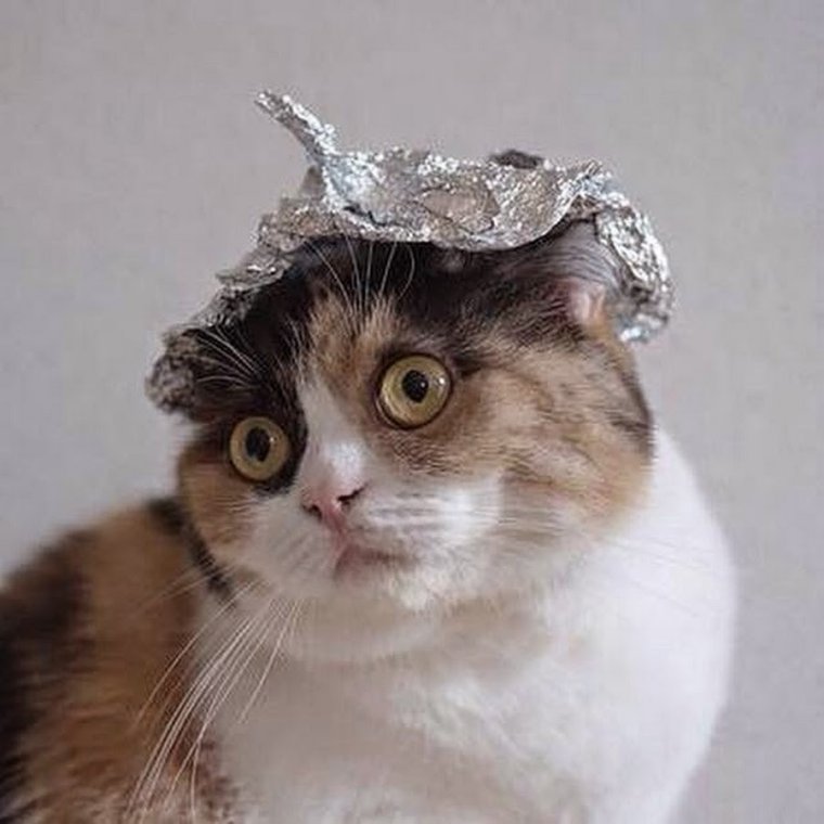 Кот в шапке из фольги