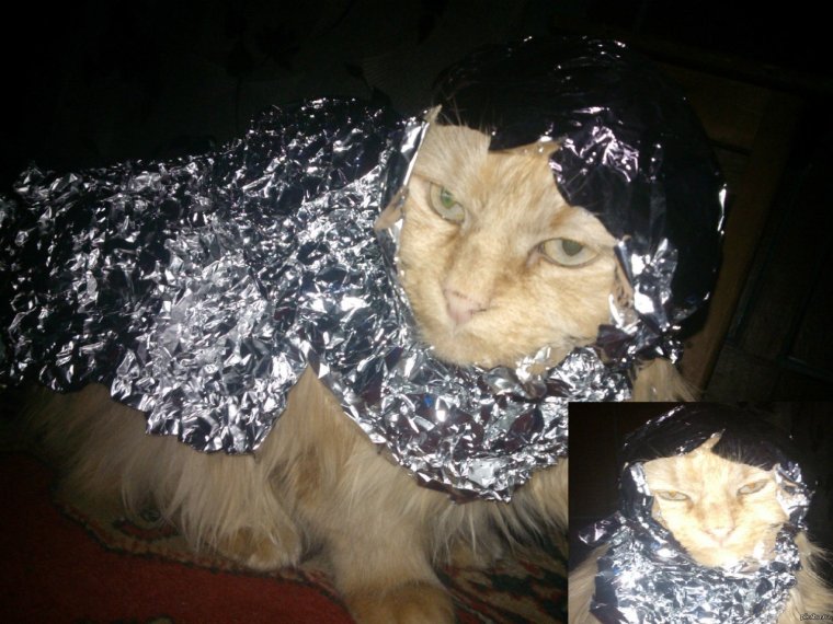 Кот в шапке из фольги