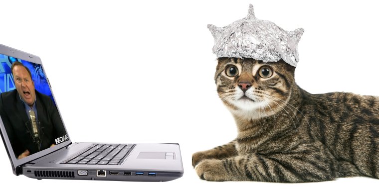 Кот с фольгой на голове