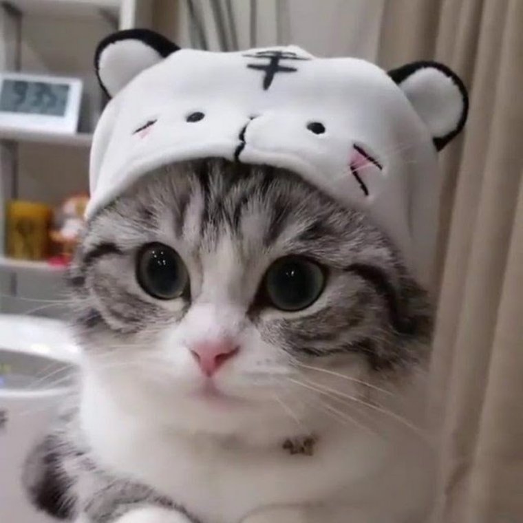 Милый кот в шапочке