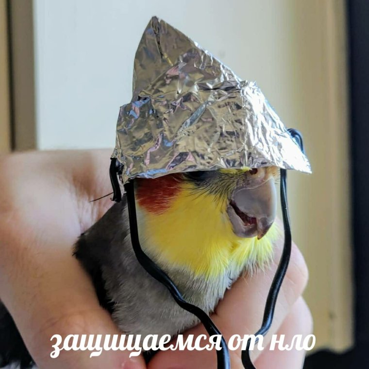 Попугай в шапочке