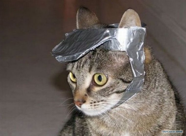 Кошка скотч