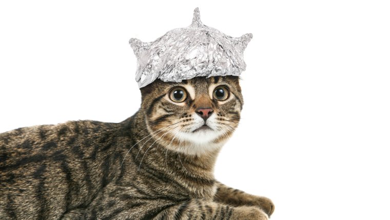 Котик в шапочке из фольги