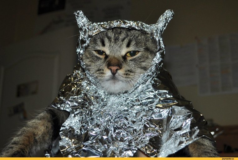 Кот в шапочке из фольги
