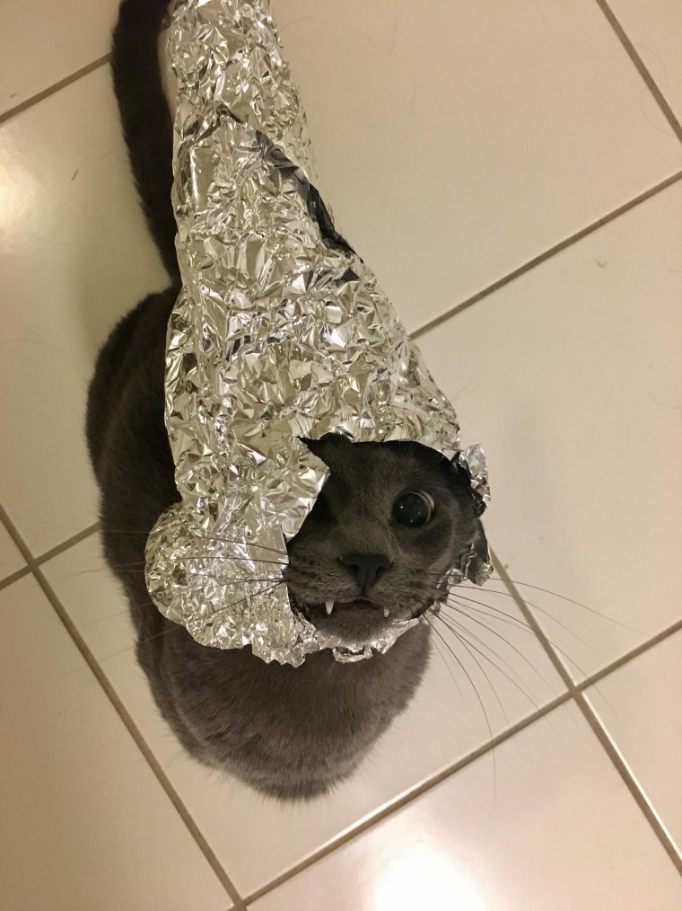 Кот в фольге