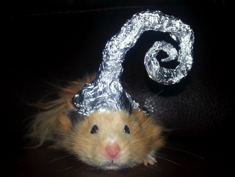 Хомяк в шапке