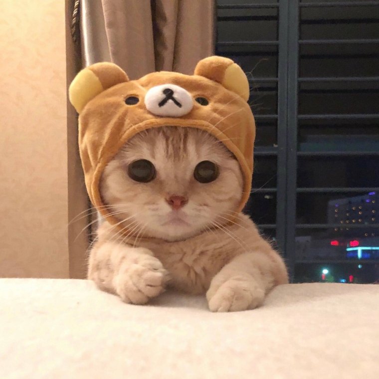 Милый кот в шапочке