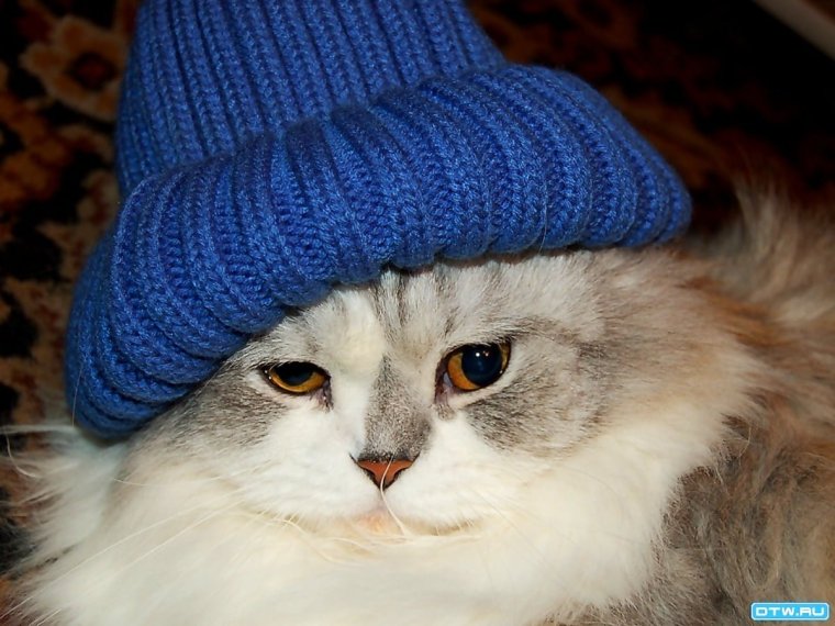 Шапочка котика