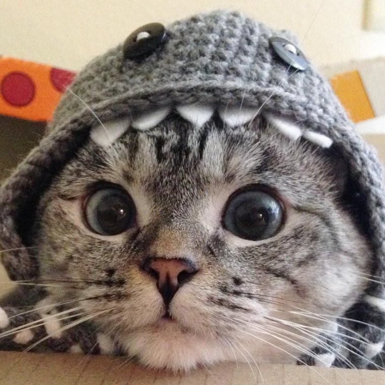 Шапочка котика