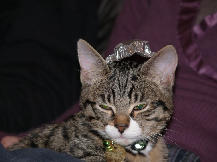 Шапка из фольги для себя и для кота