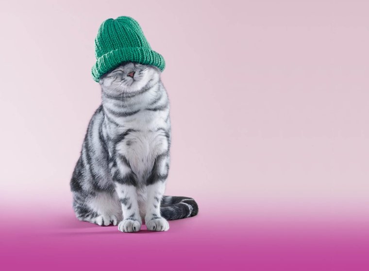 Котенок в зеленой шапке