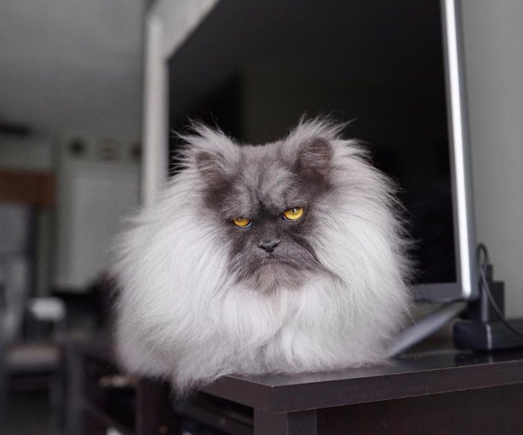 Хмурый кот Джуно