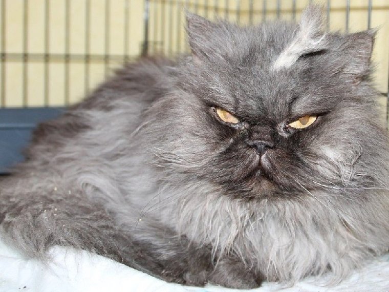 Самый злой кот в мире