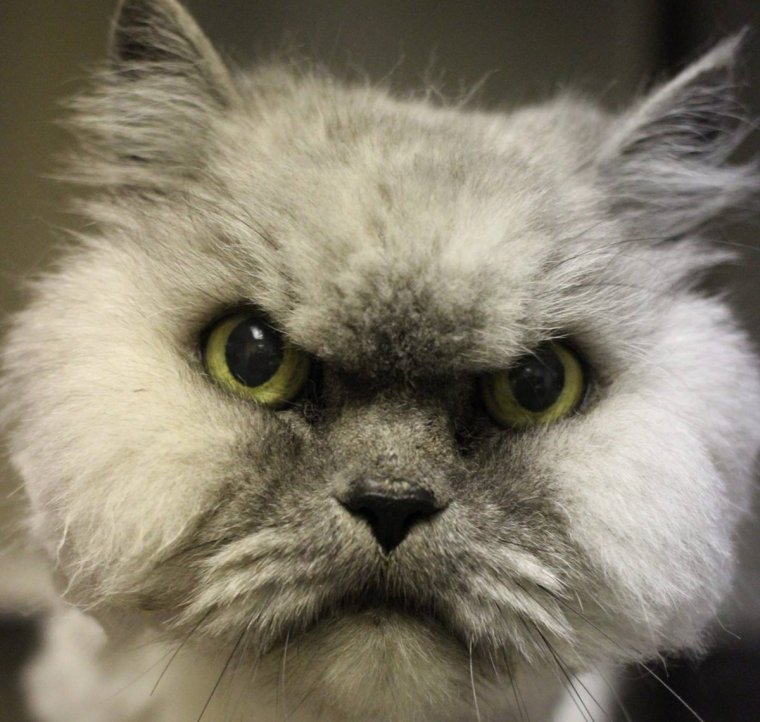 Злой котенок