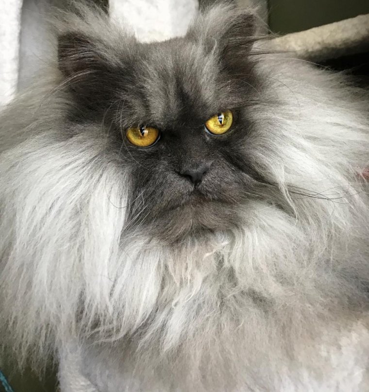 Порода кошек со злым лицом