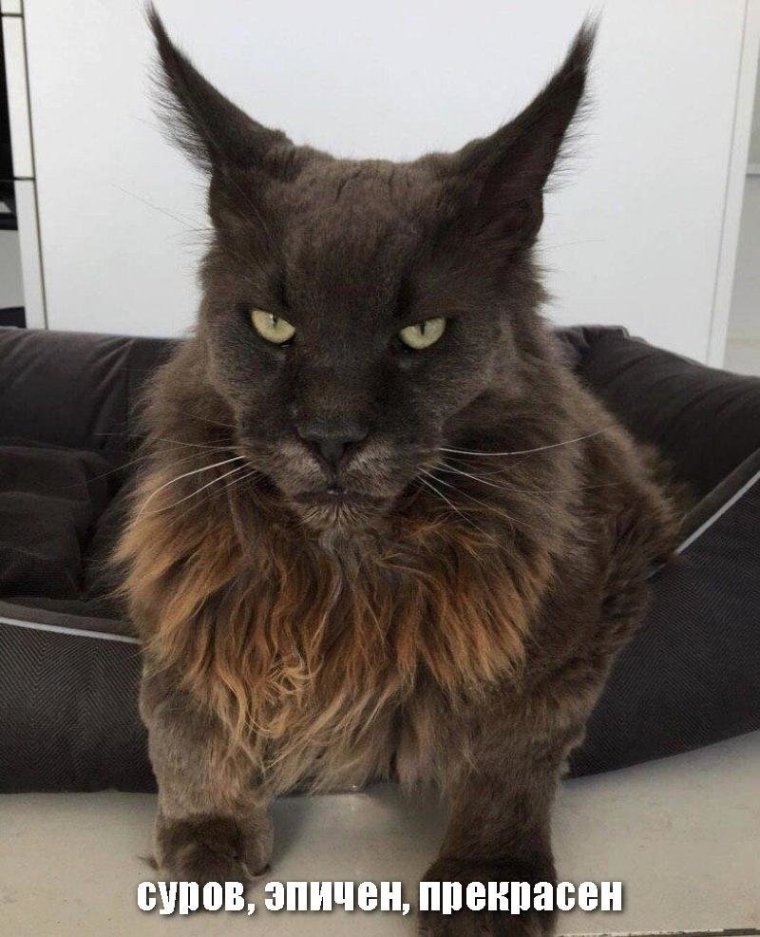 Лысый Мейн кун