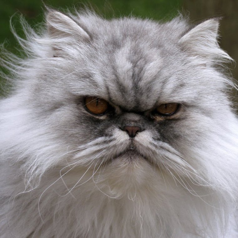 Персидский кот злой