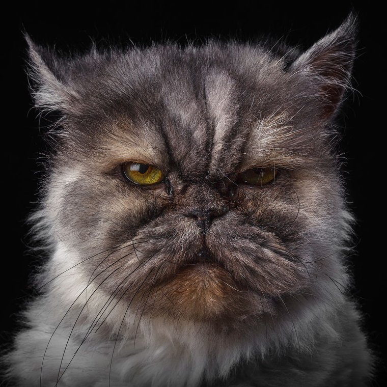 Роб Баху портреты животных