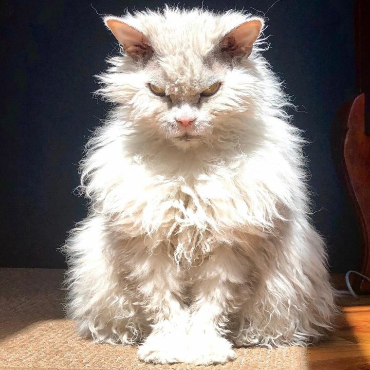 Селкирк рекс Альберт