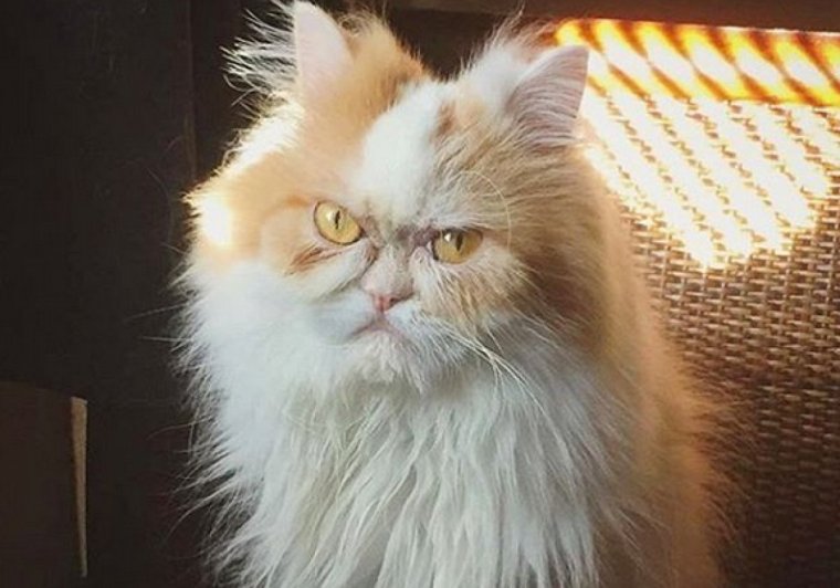 Сердитый кот Луи