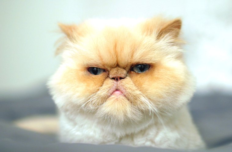 Недовольная морда