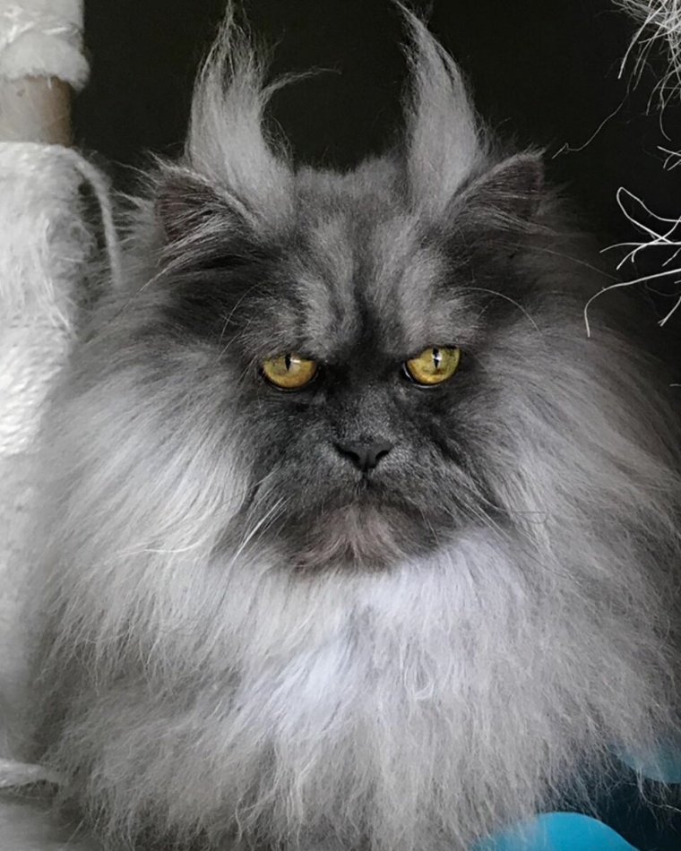 Джуно злой кот порода