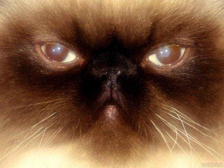 Персидская кошка мордочка