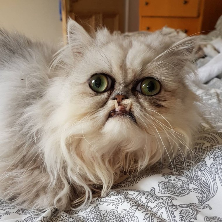 Персидская шиншилла кот Уилфред