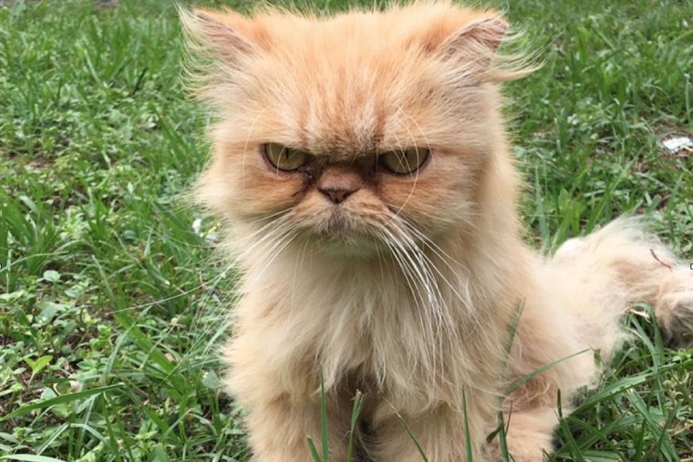 Недовольный котенок