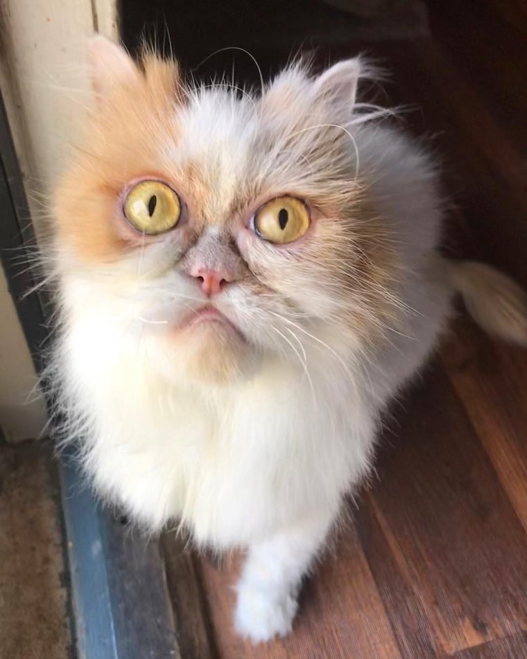 Недовольный кот