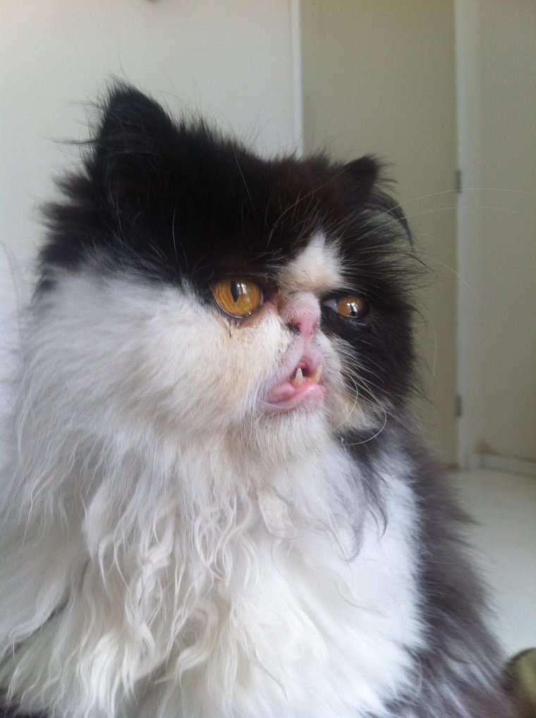 Страшный персидский кот