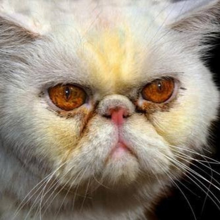 Кот экзот страшный