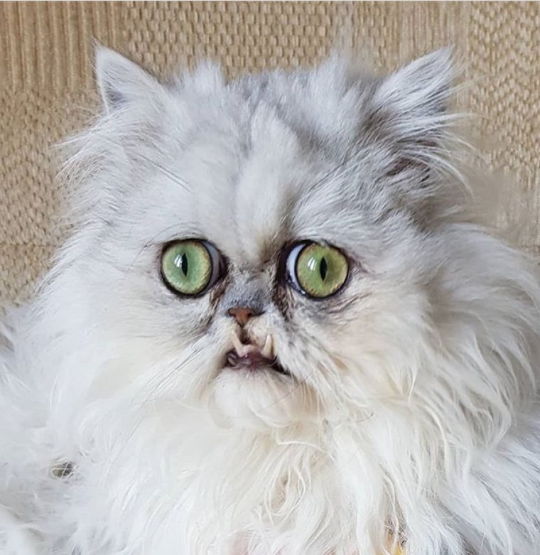 Персидская шиншилла Вилфред